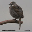 Song Sparrow (Aleutian) range map