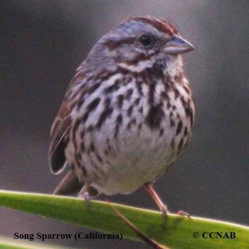 Song Sparrow (California)