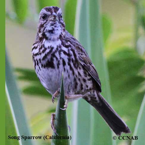 Song Sparrow (California)