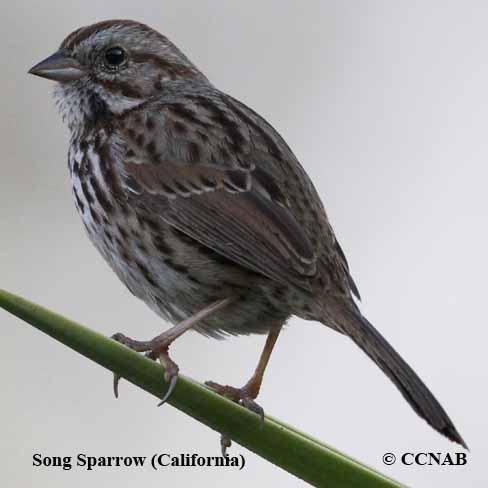 Song Sparrow (California)