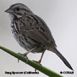 Song Sparrow (California)