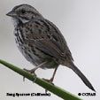 Song Sparrow (California) range map