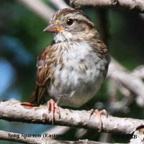 Song Sparrow (Eastern)