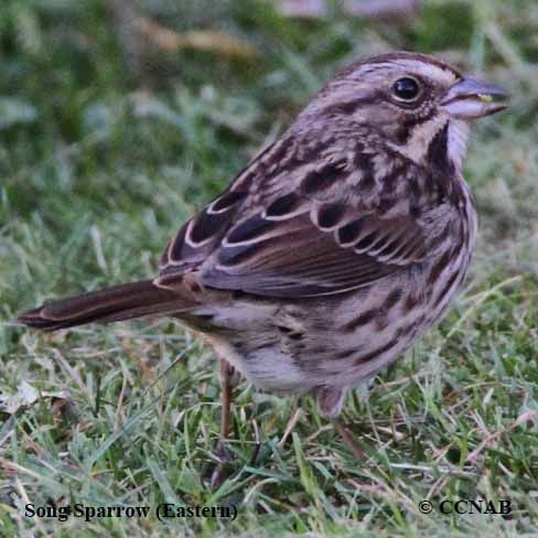 Song Sparrow (Eastern)