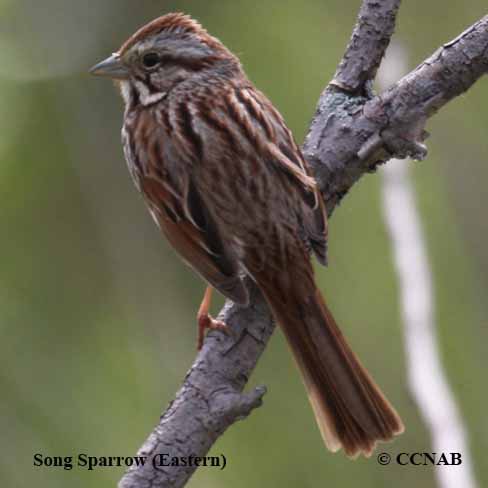 Song Sparrow (Eastern)