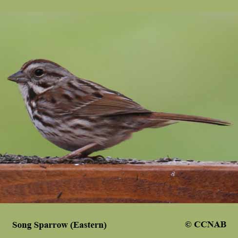 Song Sparrow (Eastern)