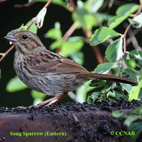 Birds of North America