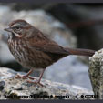 Song Sparrow (Northwestern) range map