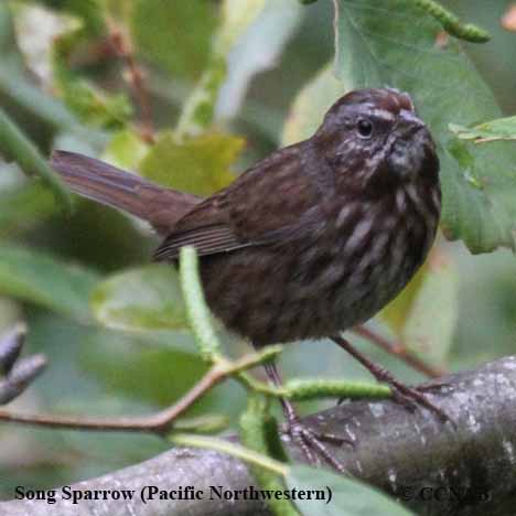 Sooty Song Sparrow 