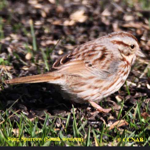 Song Sparrow (Southwestern)