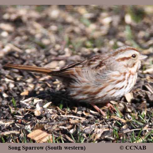 Song Sparrow (Southwestern)