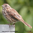 Song Sparrow (Southwestern)