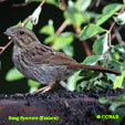 Song Sparrow range map