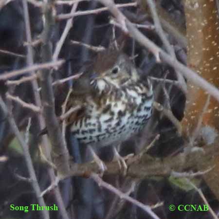 Song Thrush