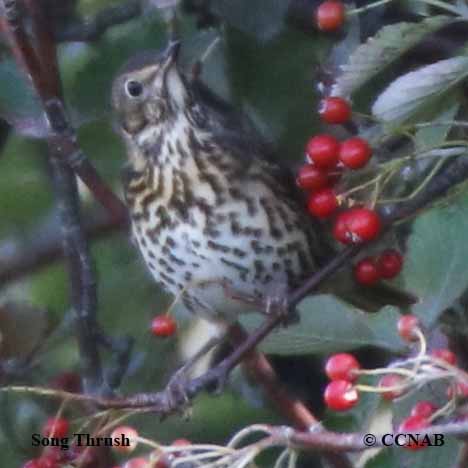 Song Thrush