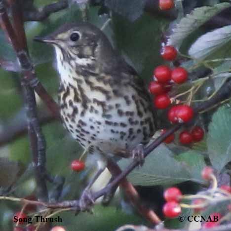 Song Thrush