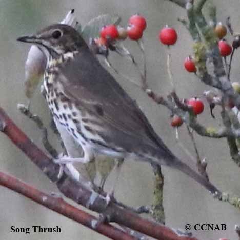 Song Thrush