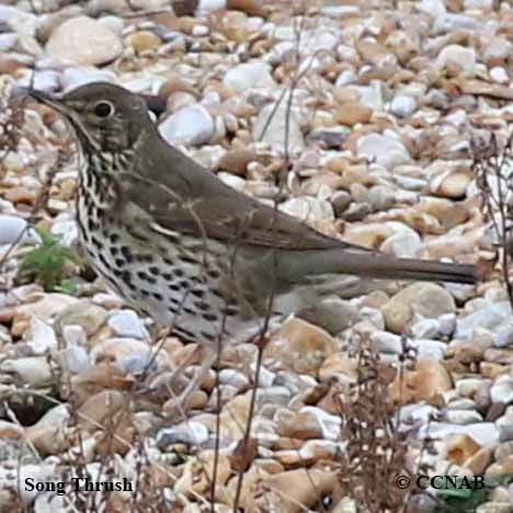 Birds of North America