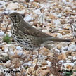 Song Thrush range map