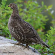 Sooty Grouse range map