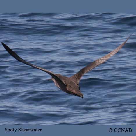 Sooty Shearwater