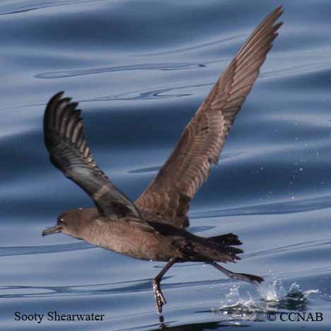 Sooty Shearwater