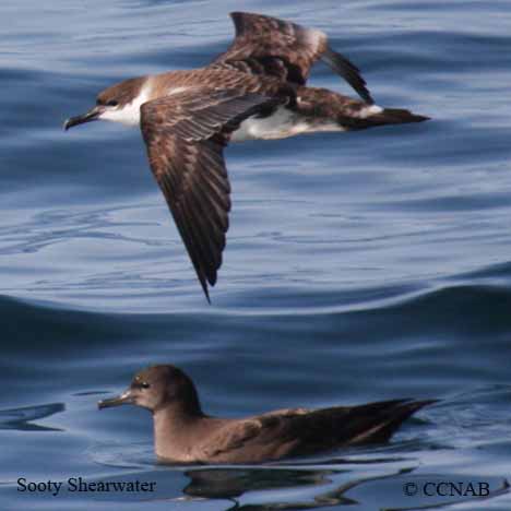 Sooty Shearwater