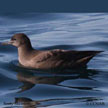 Sooty Shearwater range map