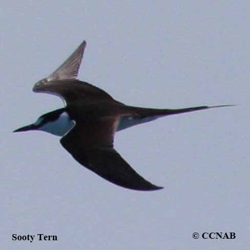 Sooty Tern