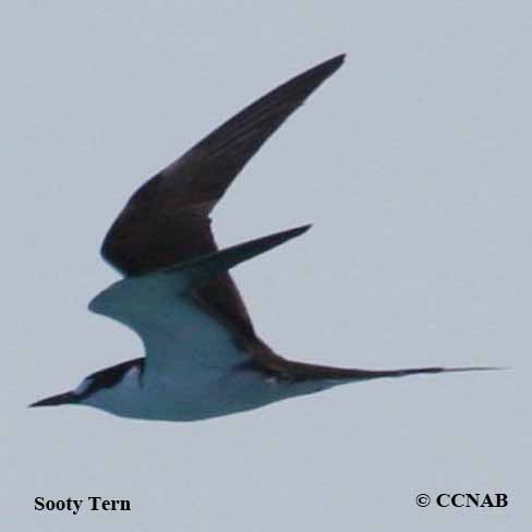 Sooty Tern