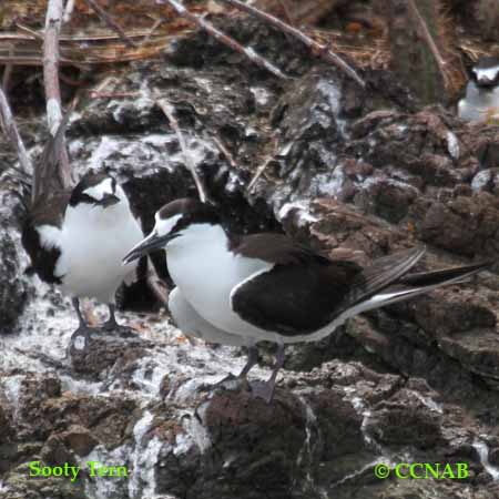 Sooty Tern