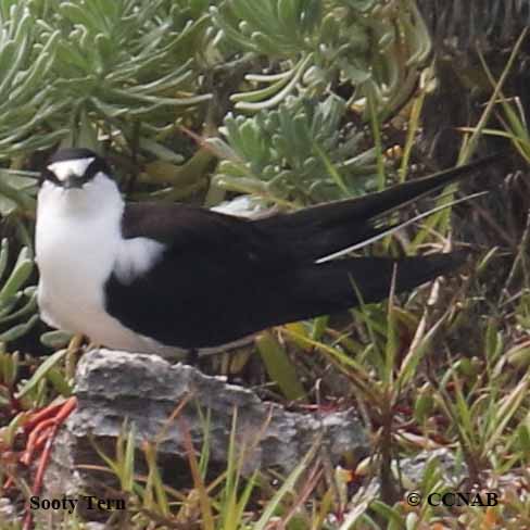 Sooty Tern