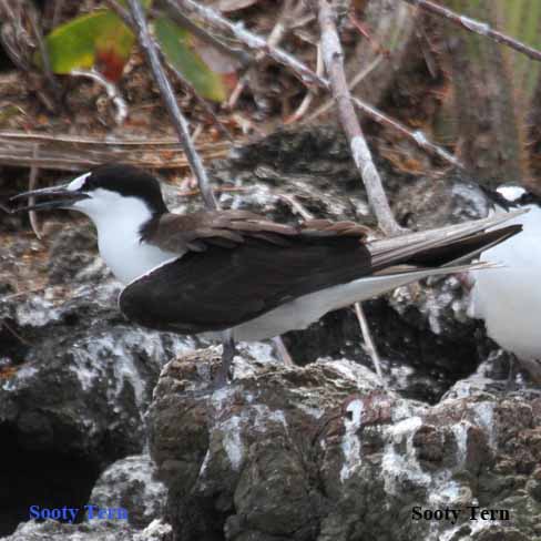 Sooty Tern