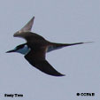 Sooty Tern