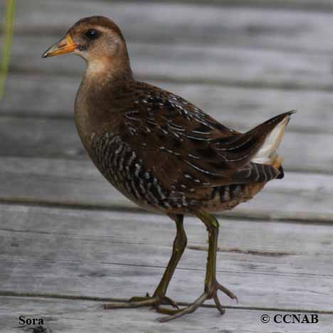 Birds of North America