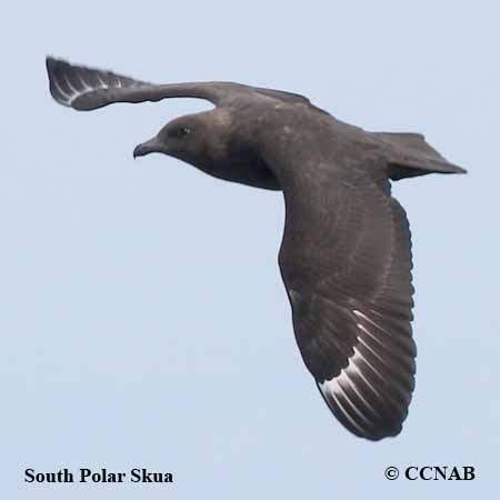 South Polar Skua