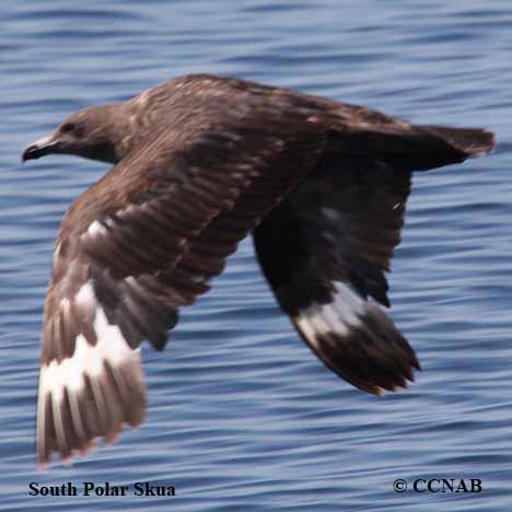 South Polar Skua