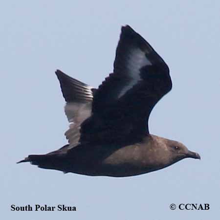 South Polar Skua