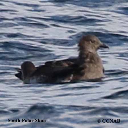 Birds of North America