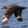 South Polar Skua range map