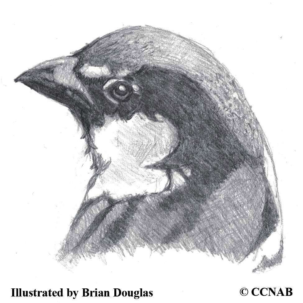 sparrows