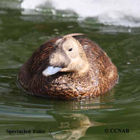 Spectacled Eider