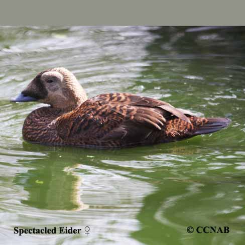 Spectacled Eider