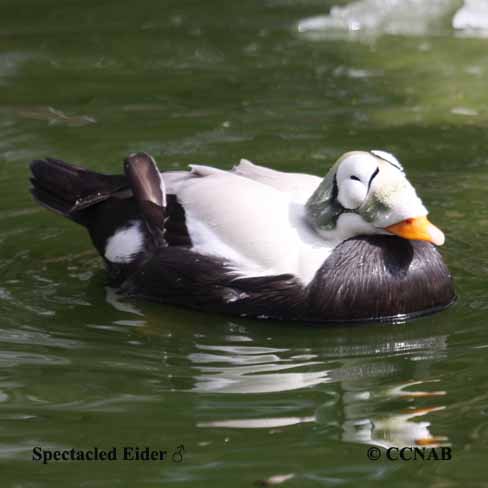 Spectacled Eider