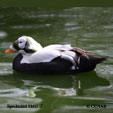 Spectacled Eider range map