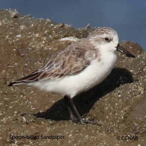 Spoon-billed Sandpiper