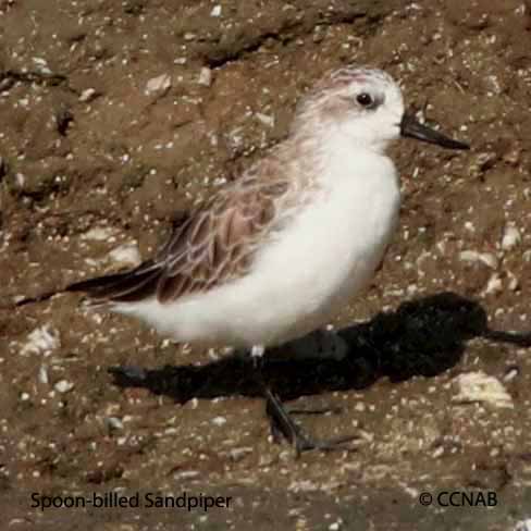 Spoon-billed Sandpiper