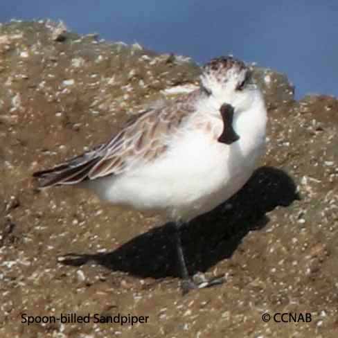 Spoon-billed Sandpiper