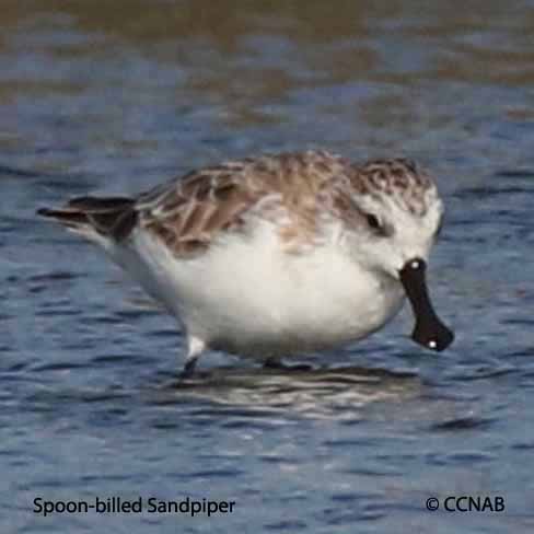 Spoon-billed Sandpiper