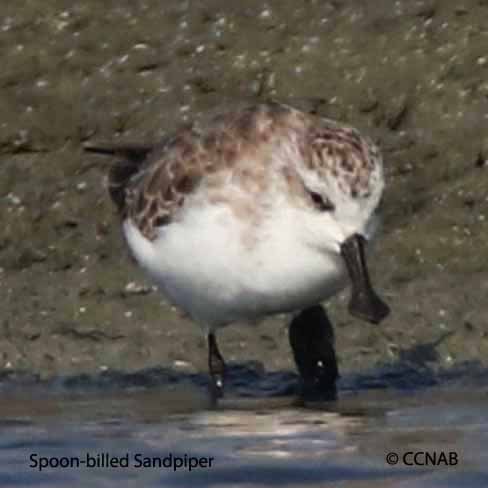 Birds of North America